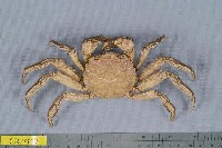 藏品(日本絨螯蟹)的圖片